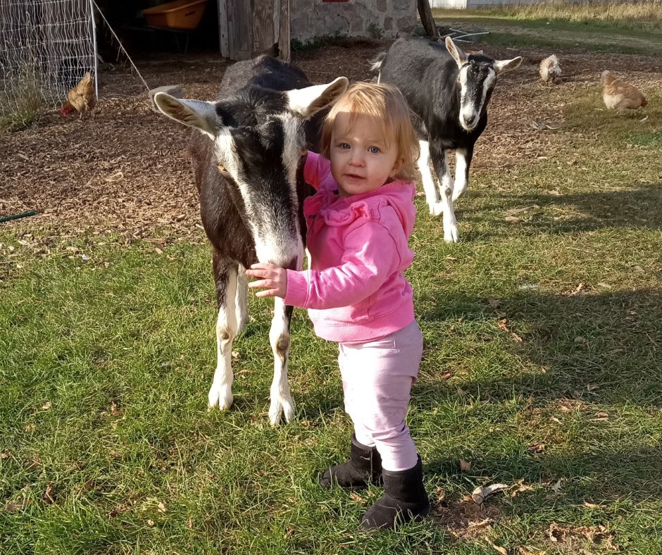 Toddler with goat in barnyard.