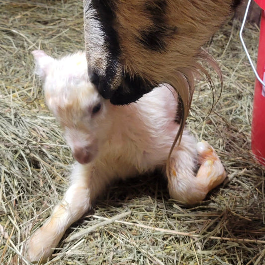 Spring is Springing!